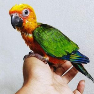 Male conure parrot