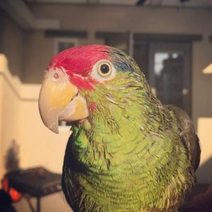 Amazon parrot for sale in USA.